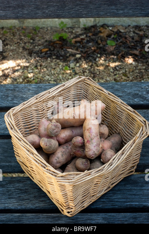 Harvested potatoes, Solanum tuberosum 'Pink Fir Apple', on display at Painswick Rococo Garden in The Cotswolds, United Kingdom Stock Photo