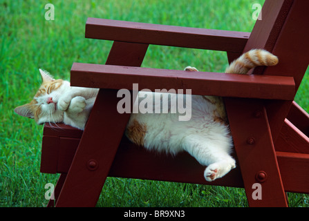 RED AND WHITE TABBY CAT ASLEEP ON CHAIR OUTDOORS Stock Photo