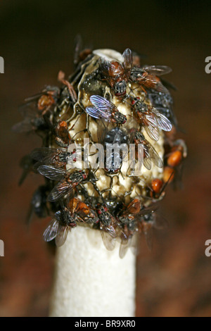 Flies On The Head Of A Common Stinkhorn Phallus impudicus Taken at Dibbinsdale LNR, Wirral, UK Stock Photo