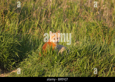 Red Fox Vulpes vulpes cub sitting in long grass by its den making eye contact Stock Photo