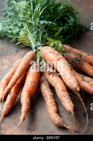 Bunch of carrots with tops on Stock Photo