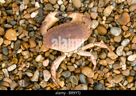 Dead crab shell on shingle beach Stock Photo