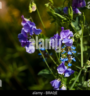 Sweet Pea, Lathyrus odoratus 'Oxford Blue', in flower Stock Photo