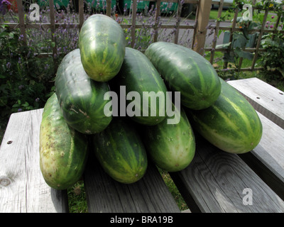 Glut of cucumbers  (variety: Marketmore) Stock Photo