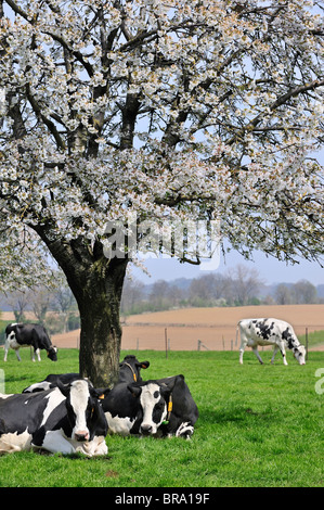 Cows (Bos taurus) resting in orchard with cherry trees blossoming (Prunus avium / Cerasus avium), Haspengouw, Belgium Stock Photo