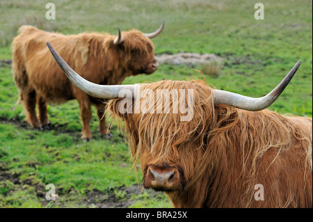 Highland cows (Bos taurus) on the Isle of Skye, Scotland, UK Stock Photo