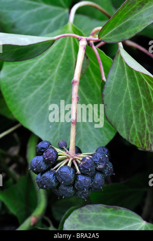 Ivy (Hedera helix) leaves and fruit, Belgium Stock Photo