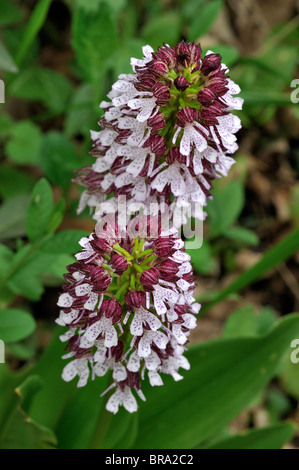 Lady orchid (Orchis purpurea) in flower in spring Stock Photo