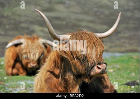 Highland cows (Bos taurus) resting  in field on the Isle of Skye, Scotland, UK Stock Photo
