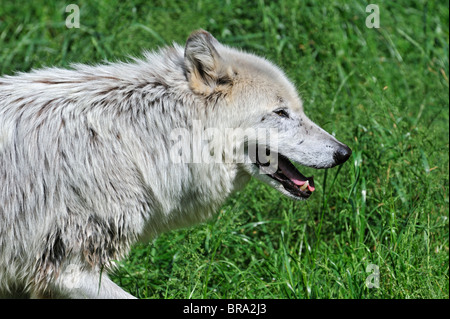 Mackenzie Valley Wolf / Alaskan Tundra Wolf / Canadian Timber Wolf (Canis lupus occidentalis) close up, native to North America Stock Photo