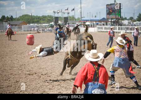 Rodeo Rider Cole Echols being thrown from the bull he was riding in the 2009 Cheyenne Wyoming Frontier Days Rodeo Stock Photo