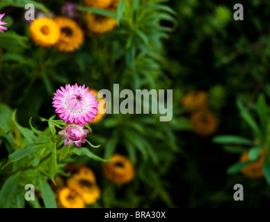 https://l450v.alamy.com/450v/bra30x/helichrysum-bracteatum-monstrosum-bright-bikini-strawflowers-bra30x.jpg