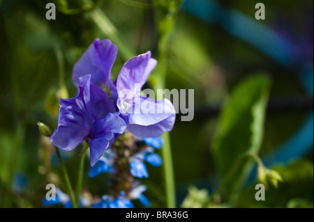 Sweet Pea, Lathyrus odoratus 'Oxford Blue', in flower Stock Photo