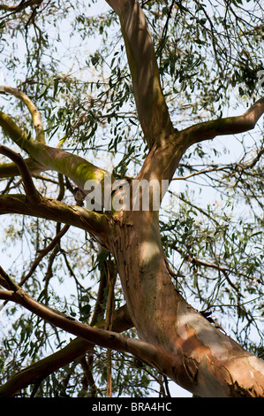 Eucalyptus Perriniana, Spinning Gum Tree Stock Photo