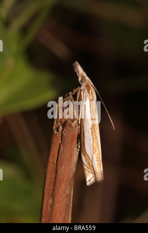 A grass moth (Agriphila tristella : Pyralidae), UK. Stock Photo