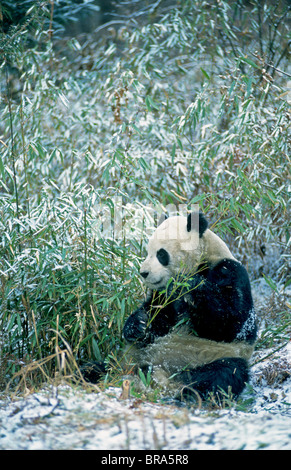 Giant Panda Bear Ailuropoda melanoleuca January Wolong Valley Himalaya China Stock Photo