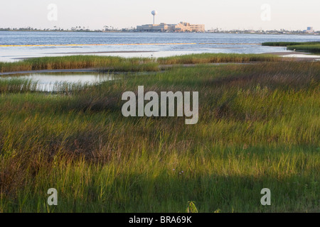 Marsh grass in Waveland, Mississippi stained with oil from the BP Deepwater Horizon Spill Stock Photo