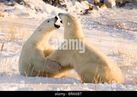Canada, Manitoba, Hudson Bay, Churchill. Sparring polar bears. Stock Photo