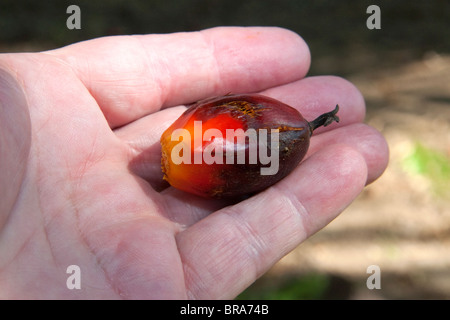 Newly harvested oil palm fruit on a plantation near Caldera, Costa Rica. Stock Photo