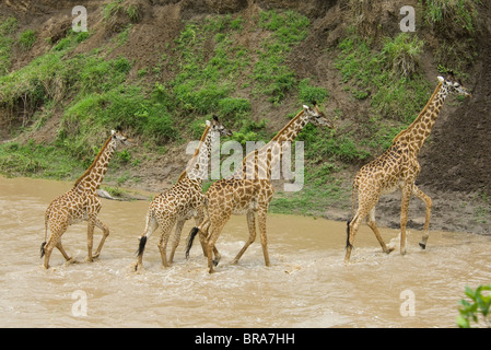 FOUR GIRAFFES CROSSING RIVER MASAI MARA NATIONAL RESERVE KENYA AFRICA Stock Photo