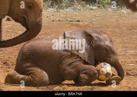 BABY ELEPHANT WITH SOCCER BALL IN MUD AT ELEPHANT ORPHANAGE OUTSIDE NAIROBI KENYA AFRICA Stock Photo