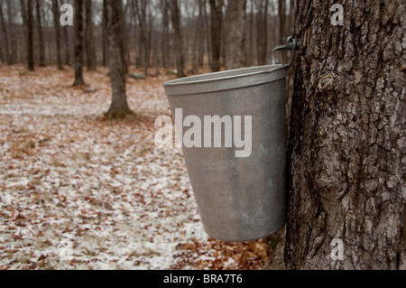 Canada, Quebec, Saint-Augustin-de-Desmaures. Le Chemin du Roy (aka Sugar Shack). Maple tree forest & sugar pail. PR Stock Photo