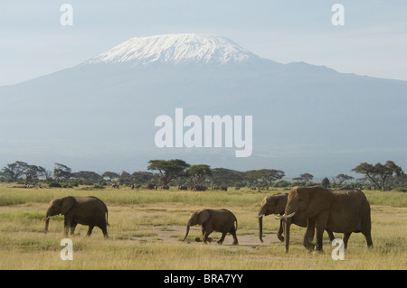 ELEPHANTS WALKING IN FRONT OF MOUNT KILIMANJARO AMBOSELI NATIONAL PARK KENYA AFRICA Stock Photo