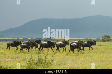 WILDEBEEST GNUS RUNNING IN PLAINS MASAI MARA NATIONAL RESERVE KENYA AFRICA Stock Photo