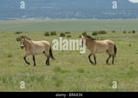 PRZEWALSKI'S HORSE EQUID ENDANGERED SPECIES AFRICA Stock Photo