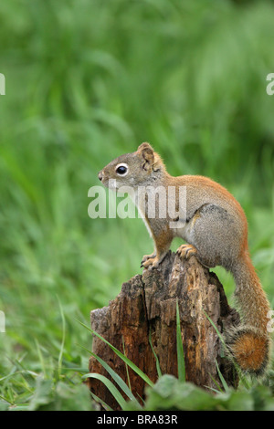 Red Squirrel Sciurus vulgaris sitting on the top of an old tree stump in long grass Stock Photo