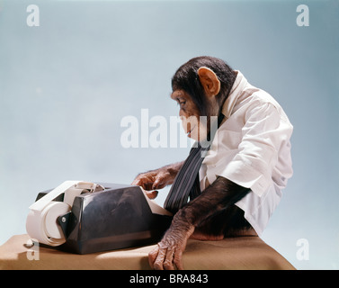 MONKEY ADDING MACHINE ACCOUNTING OFFICE Stock Photo