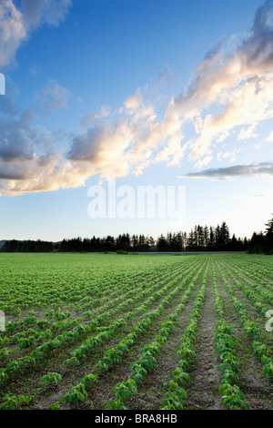 Field Of Soy Beans At Sunset; Thunder Bay, Ontario, Canada Stock Photo