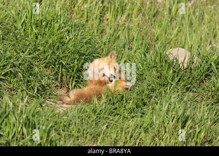 Red Fox Vulpes vulpes two cubs playing and rolling in long grass outside their den Stock Photo
