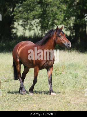 A beautiful bay Welsh Cob walking towards the camera Stock Photo