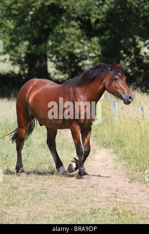 A beautiful bay Welsh Cob walking towards the camera Stock Photo