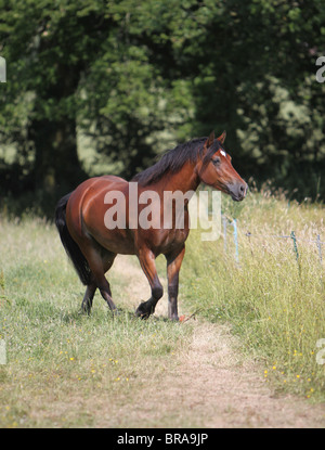 A beautiful bay Welsh Cob walking towards the camera Stock Photo