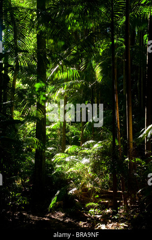 Tamborine National Park, Queensland, Australia, Pacific Stock Photo