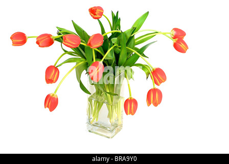 Bouquet of fresh tulips in vase isolated Stock Photo