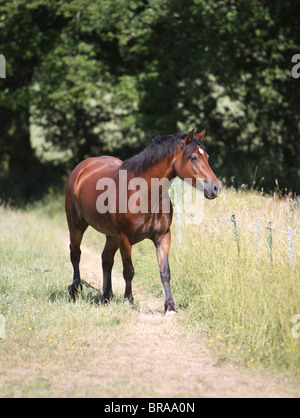 A beautiful bay Welsh Cob walking towards the camera Stock Photo