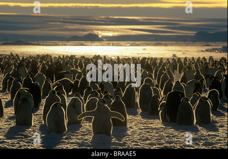 Emperor penguin colony chicks and adults, Australian Antarctic territory Stock Photo