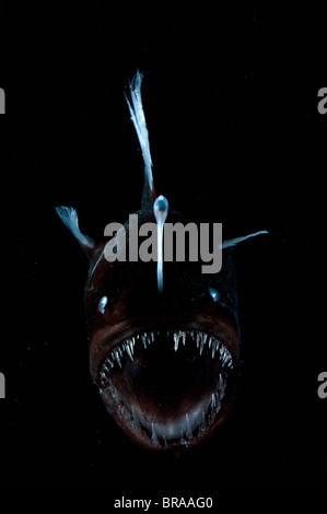 Deep sea Anglerfish {Melanocoetus sp} female with lure projecting from ...