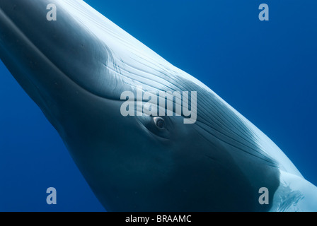 Dwarf minke whale {Balaenoptera acutorostrata} close up abstract showing eye, Queensland, Australia Stock Photo