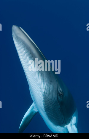 Dwarf minke whale {Balaenoptera acutorostrata} portrait, Queensland, Australia Stock Photo