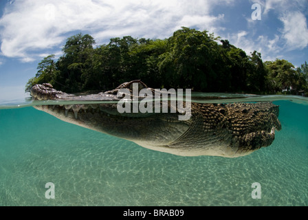 Saltwater crocodile (Crocodylus porosus) swimming at water surface, split-level, New Guinea, Indo-pacific Stock Photo