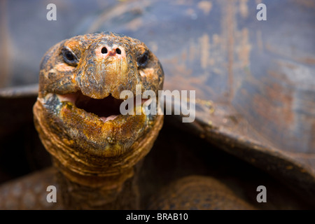 Galapagos giant tortoise {Geochelone elephantopus} head portrait, Santa Cruz Island, Galápagos, January Stock Photo