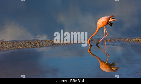 Greater flamingo {Phoenicopterus ruber} feeding in coastal lagoon, Isabela Island, Galapagos, January Stock Photo