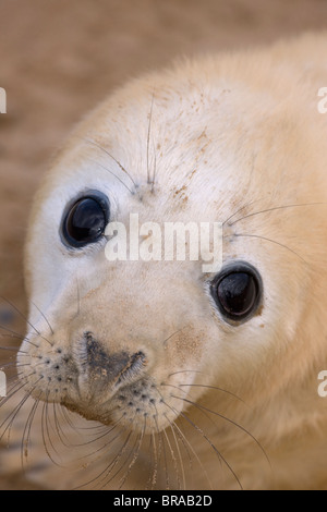 Grey seal (Halichoerus grypus) pup, portrait, UK Stock Photo