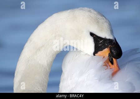 Mute Swan, Cygnus olor, cob Stock Photo