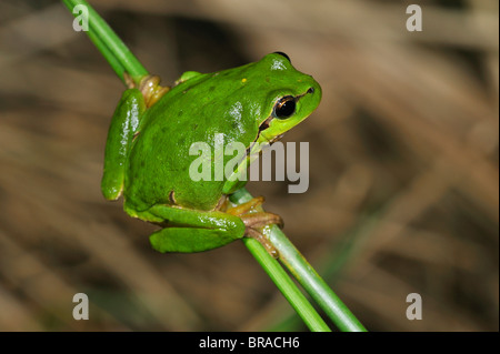 European common tree frog (Hyla arborea) on reeds Stock Photo