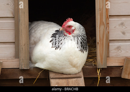 Light Sussex Chicken in henhouse Rare Breed Stock Photo